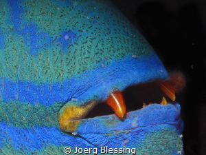 Red teeth of the so called red tooth triggerfish. by Joerg Blessing 